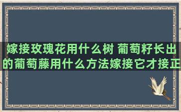 嫁接玫瑰花用什么树 葡萄籽长出的葡萄藤用什么方法嫁接它才接正常果实玫瑰可以嫁接到月季上吗